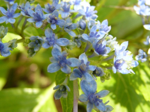 墨田の花火 2