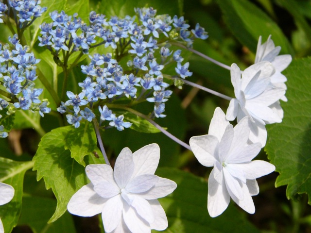 墨田の花火 3