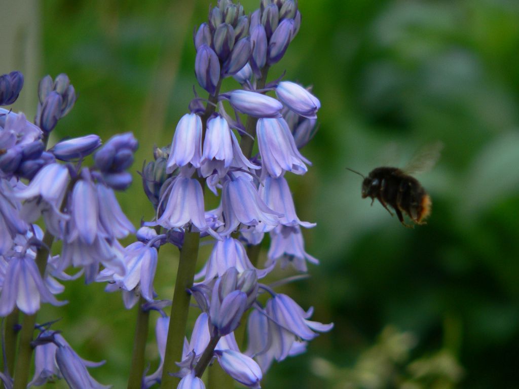 carpenter bee 03