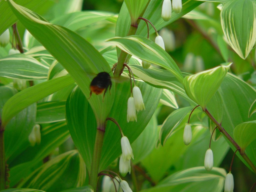 carpenter bee 01
