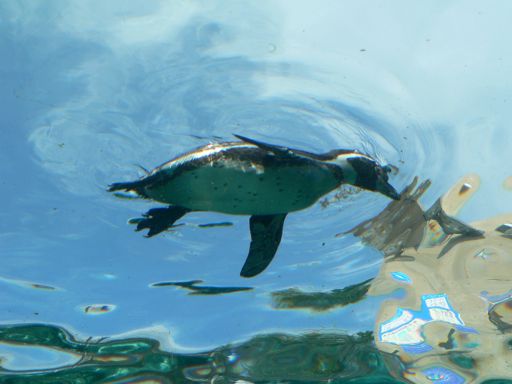 floating - Humboldt Penguin 1