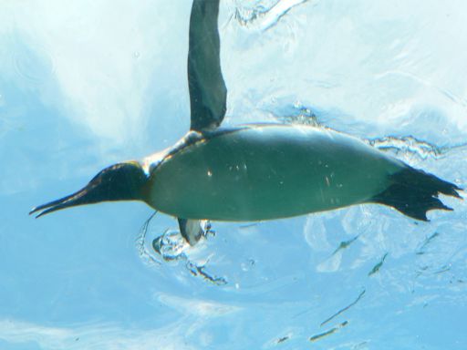flying - King Penguin