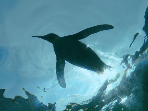 flying - King Penguin 2