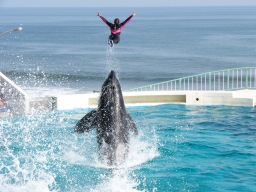 snap Shots Sea World Top Image