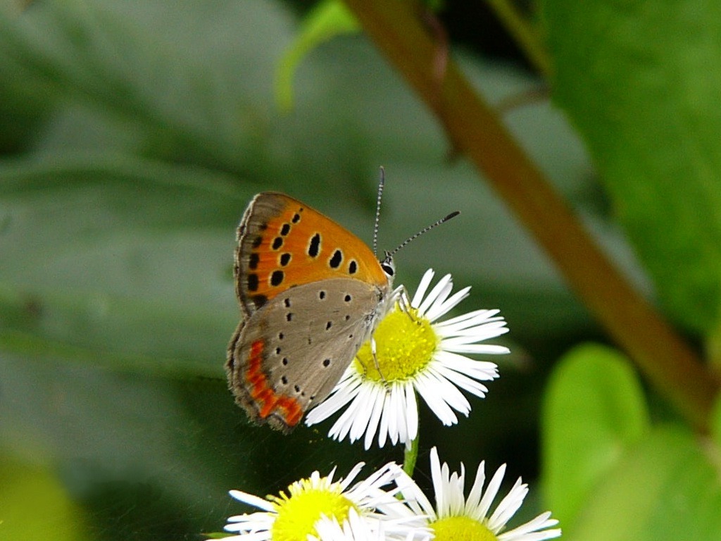 Small Copper 1