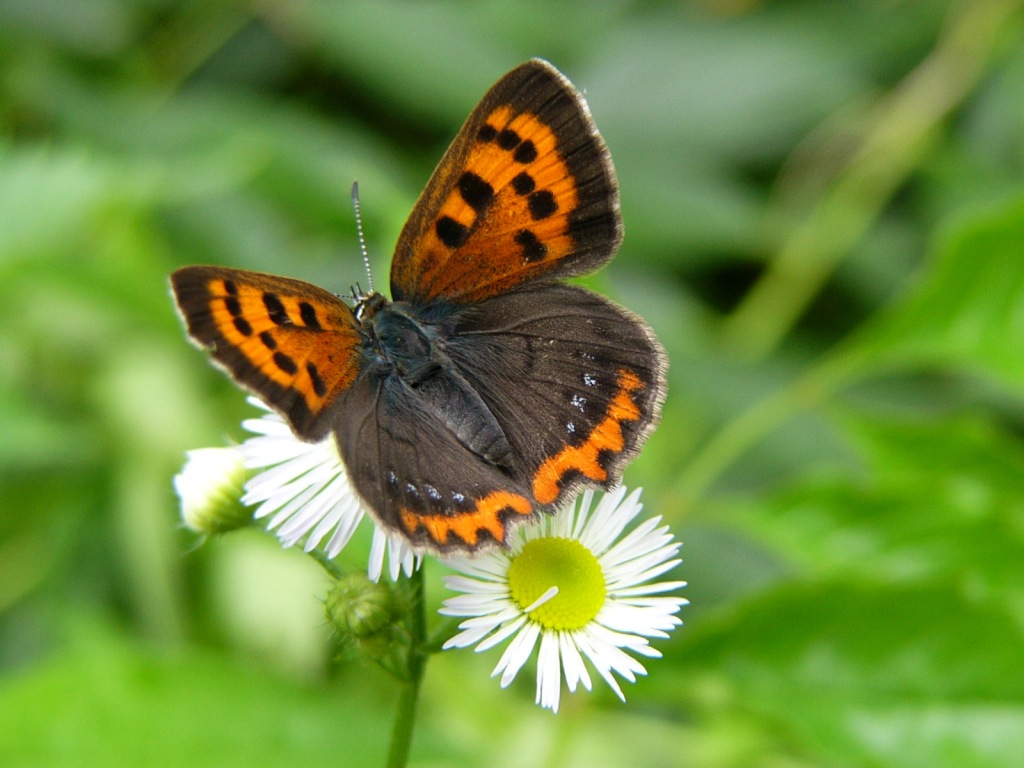 Small Copper 3