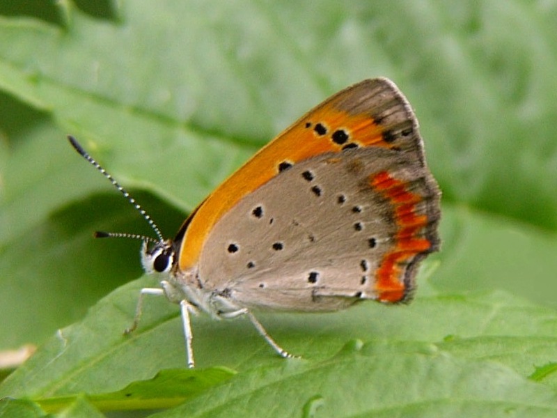 Small Copper 2