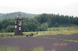 lavender field: Canadian world