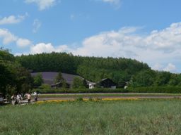 old lavender field