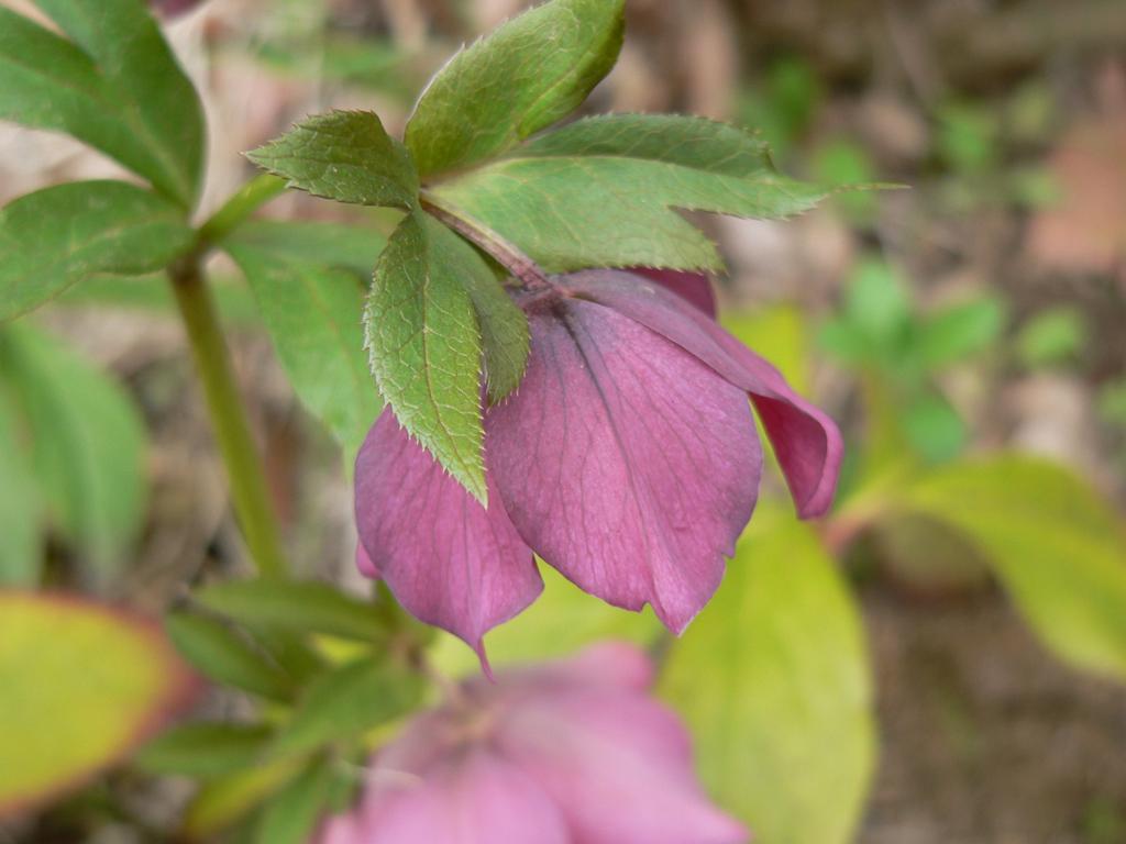 christmas rose 1