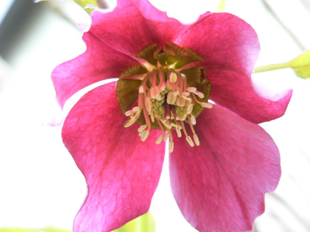 christmas rose 2