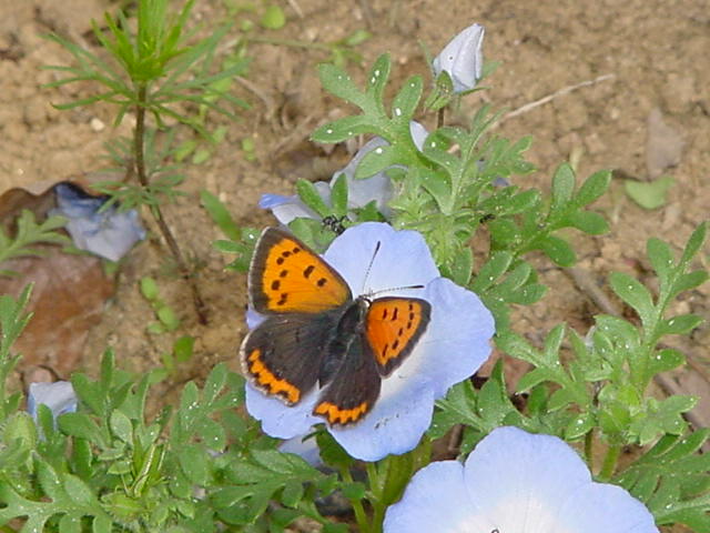 Small Copper 4