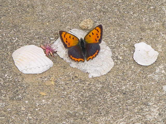 Small Copper 5