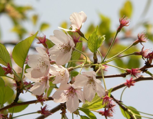 green cherry blossoms 02