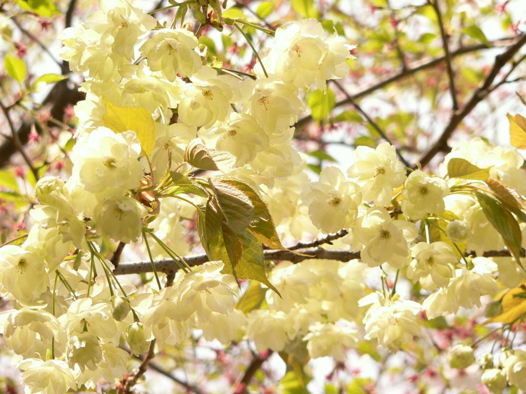 green cherry blossoms 03